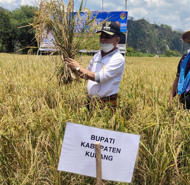 Bupati Kupang Korinus Masneno saat melakukan panen perdana padi di Kecamatan Kupang Tengah beberapa waktu lalu