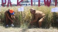 padi tiwi Penjabat Bupati Kupang Alexon Lumba menghadiri sekaligus melakukan panen padi secara simbolis, dalam acara Panen Raya Padi Pak Tiwi 2, berlokasi di Kebun Contoh Roda Tani Naibonat, Selasa (27/8/2024). Foto HO-Prokopim Setda Kabupaten Kupang