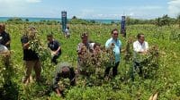 panen Cawagub Andre Garu tiba di Desa Bone sekitar Pukul 10.30 Wita dan langsung diajak warga menuju kebun milik Hans Tasesa untuk melakukan panen jagung dan kacang secara simbolis bersama warga yang hadir.