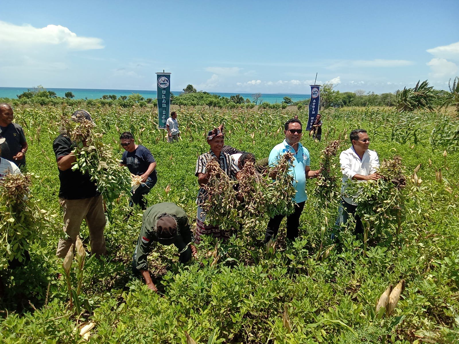 panen Cawagub Andre Garu tiba di Desa Bone sekitar Pukul 10.30 Wita dan langsung diajak warga menuju kebun milik Hans Tasesa untuk melakukan panen jagung dan kacang secara simbolis bersama warga yang hadir.