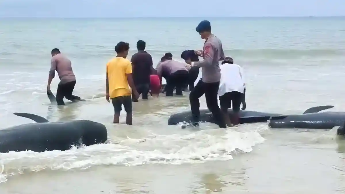 FOTO/HO-MEDSOS Sekitar 50 n ekor ikan Paus Pilot terdampar di perairan Pantai Mbadokai, Desa Deranitan dan Pantai Sanama, Desa Fuafuni, Kecamatan Rote Barat Daya, Kabupaten Rote Ndao, pada Senin (9/3/2026).