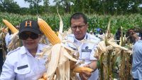 pane 1 KETERANGAN FOTO/HO PROKOPIM SETDA KABUPATEN KUPANG - Bupati Kupang, Yosef Lede melakukan panen perdana jagung di lahan milik Pemerintah Desa Silu seluas 5 Hektar, yang dikelola oleh karang taruna setempat dengan hasil panen mencapai 40 ton, Rabu.