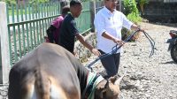 hewa kurban 1 Bupati Kupang Yosef Lede Rabu , menyerahkan bantuan hewan kurban berupa sapi untuk tiga masjid di Kabupaten Kupang, yakni Masjid Al Falah Manikin, Masjid Nurul Jadid Babau dan Masjid Muhajirin Oesao.